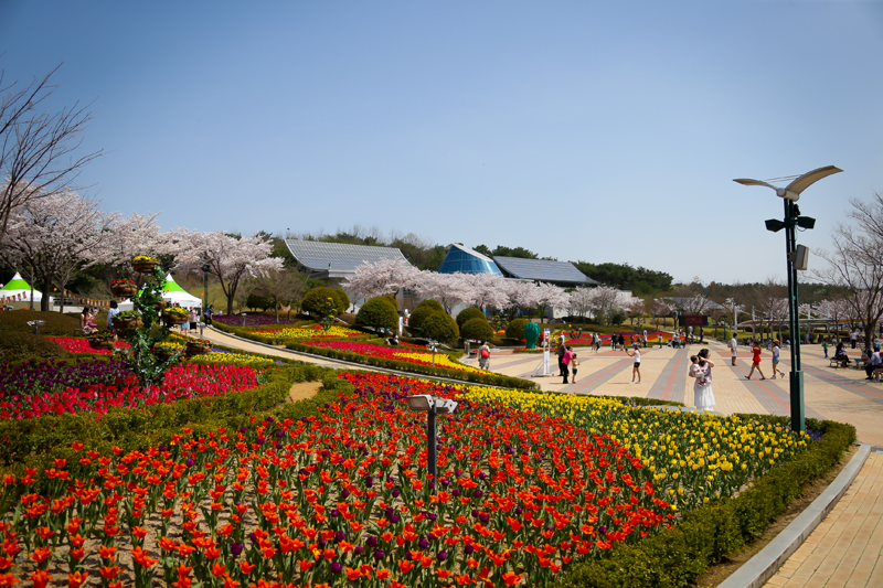 2017년 튤립축제