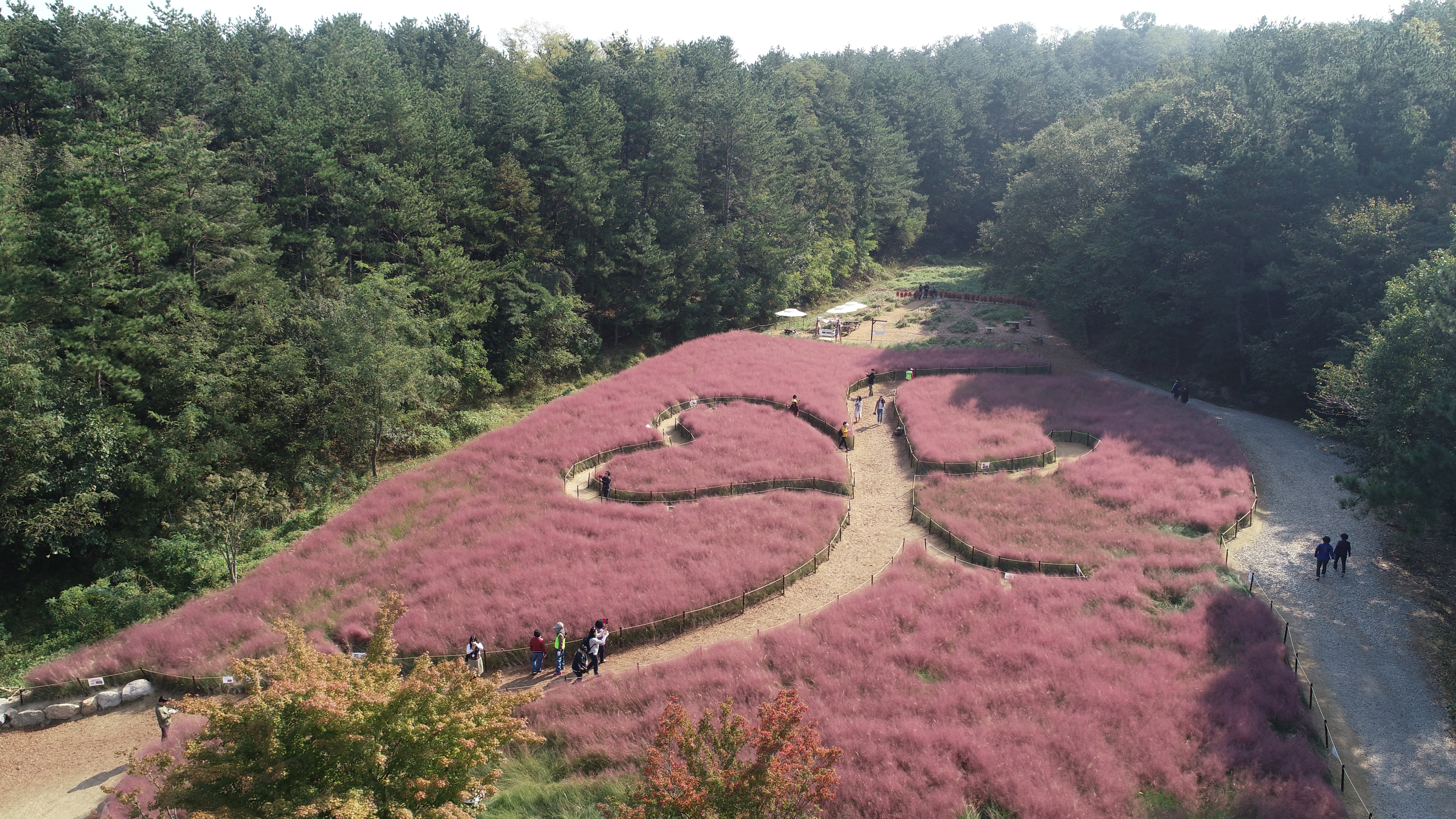 울산대공원 핑크뮬리 정원 개방 행사(2019.9.20.)