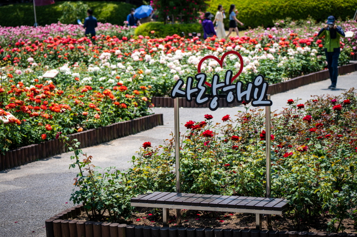 제14회 울산대공원 장미축제 6